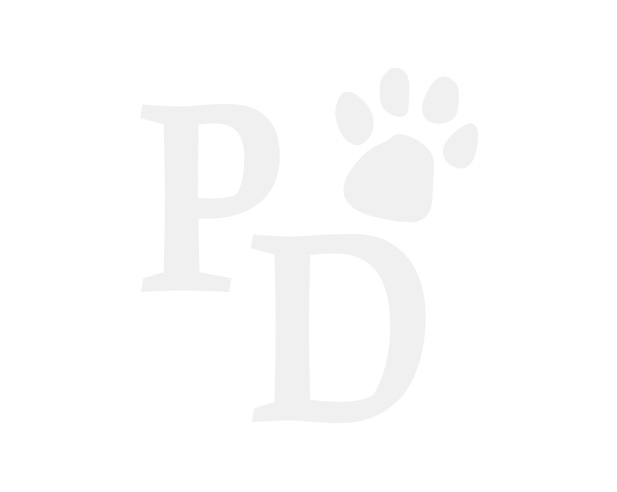 dachshund puppy royal canin